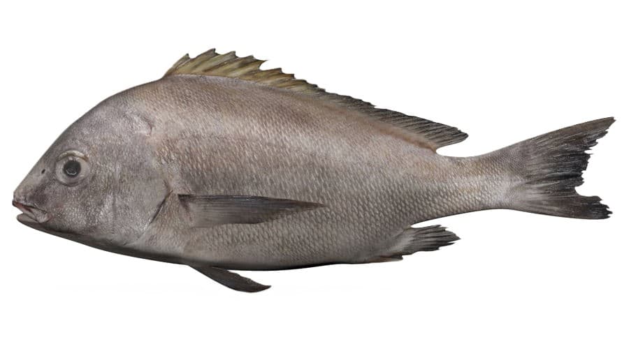 Abadeche